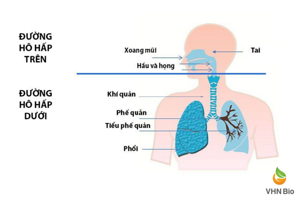 Tất tần tật những điều cần biết về bệnh viêm hô hấp trên Viện Dinh